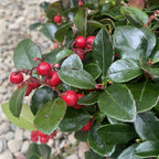 Gaultheria Procumbens 'Big Berry' - evergreen plant