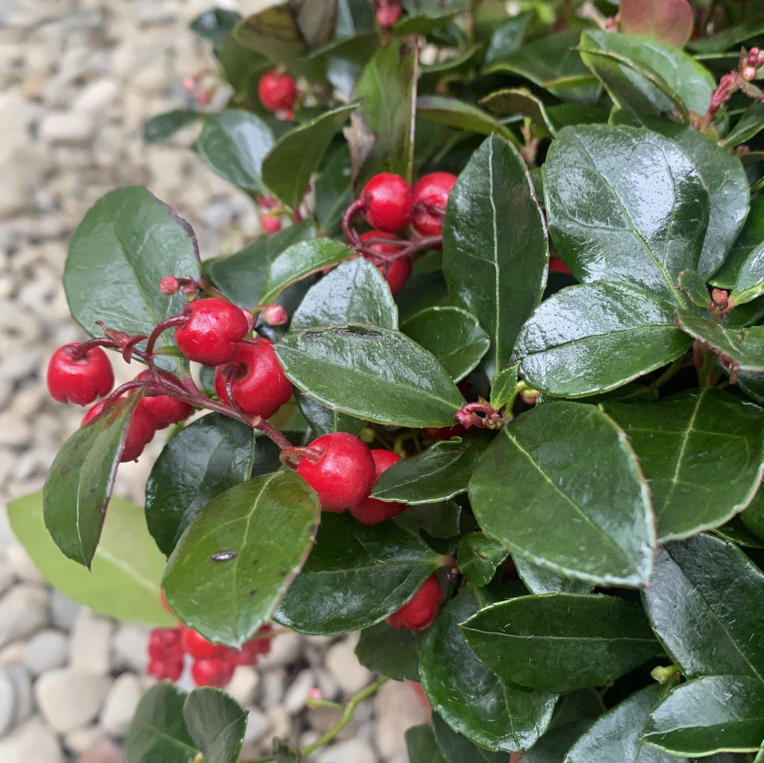 Gaultheria Procumbes 'Big Berry' - planta vesnic verde