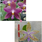 Phalaenopsis Germaine Vincent var. blue × lueddemanniana var. coerulea