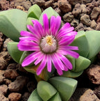 Gibbaeum Petrense (miniatura)