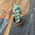 Gibbaeum Petrense (miniatura)