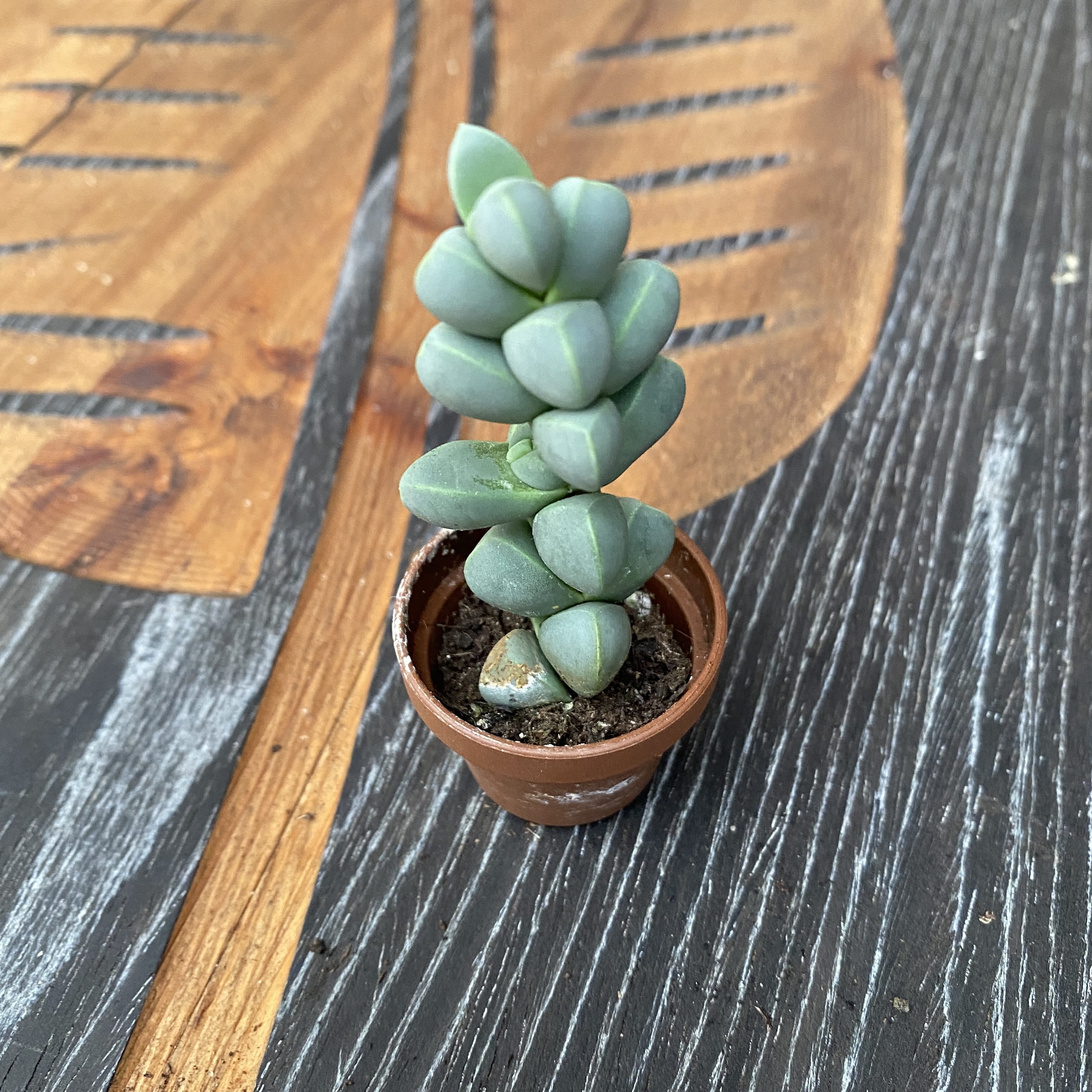 Gibbaeum Petrense (miniatura)