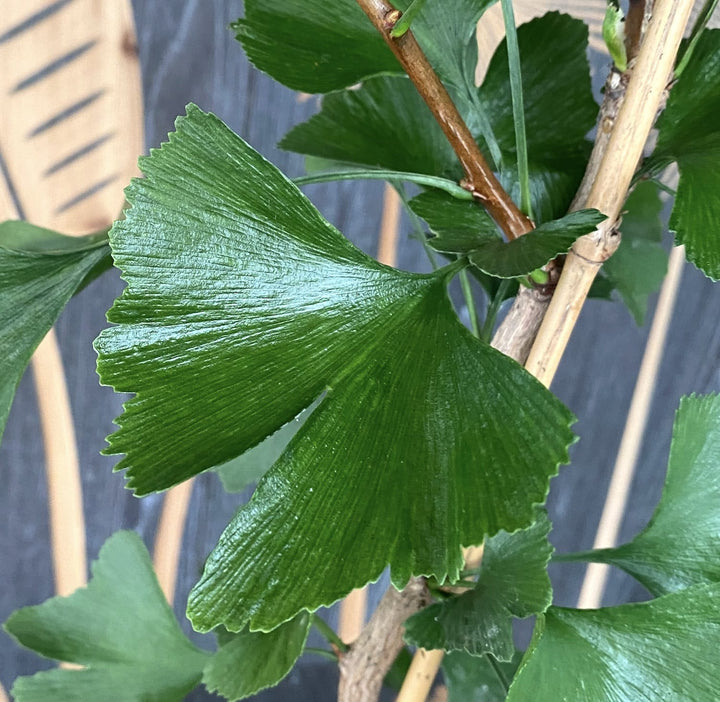 Ginkgo biloba - Arborele pagodelor