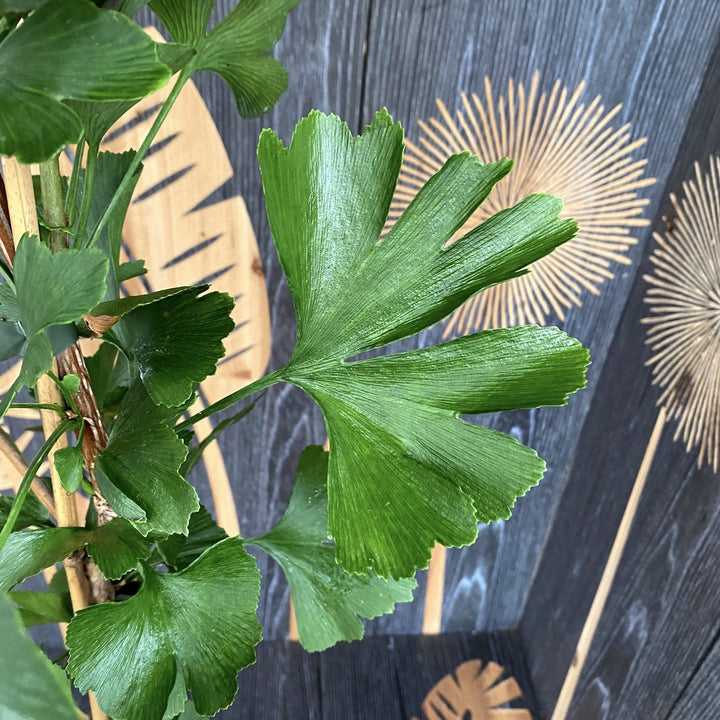 Ginkgo biloba - Arborele pagodelor