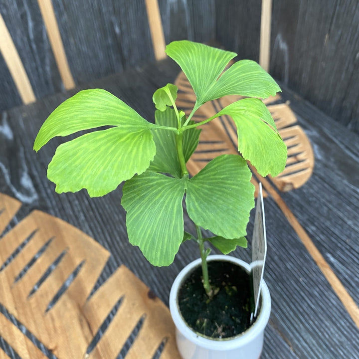 Ginkgo biloba - Arborele pagodelor