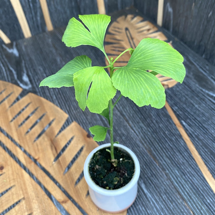 Ginkgo biloba - Arborele pagodelor