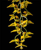 Gongora galeata-rufescens (suuret yksilöt)