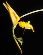 Gongora galeata-rufescens (suuret yksilöt)