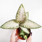 Goodyera schlechtendaliana var. 'Nishikiran Japan' (Juwelorchidee)