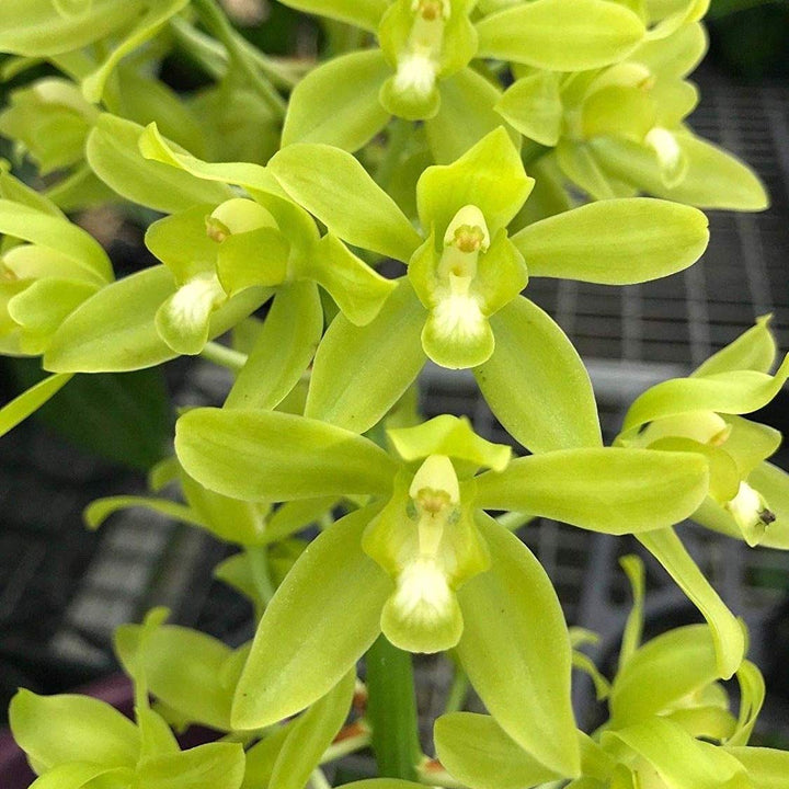 Grammatophyllum scriptum var. citrinum (variegata)