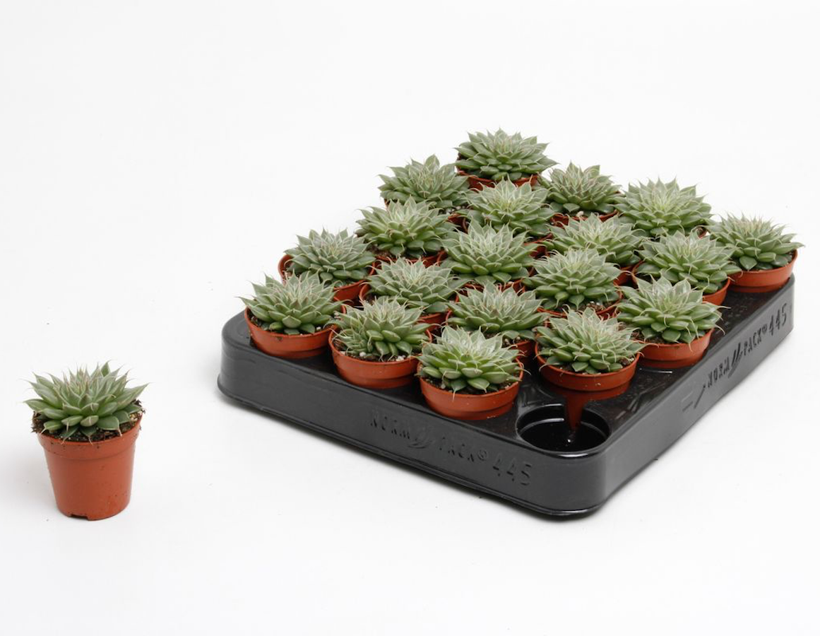 Graptopetalum filiferum