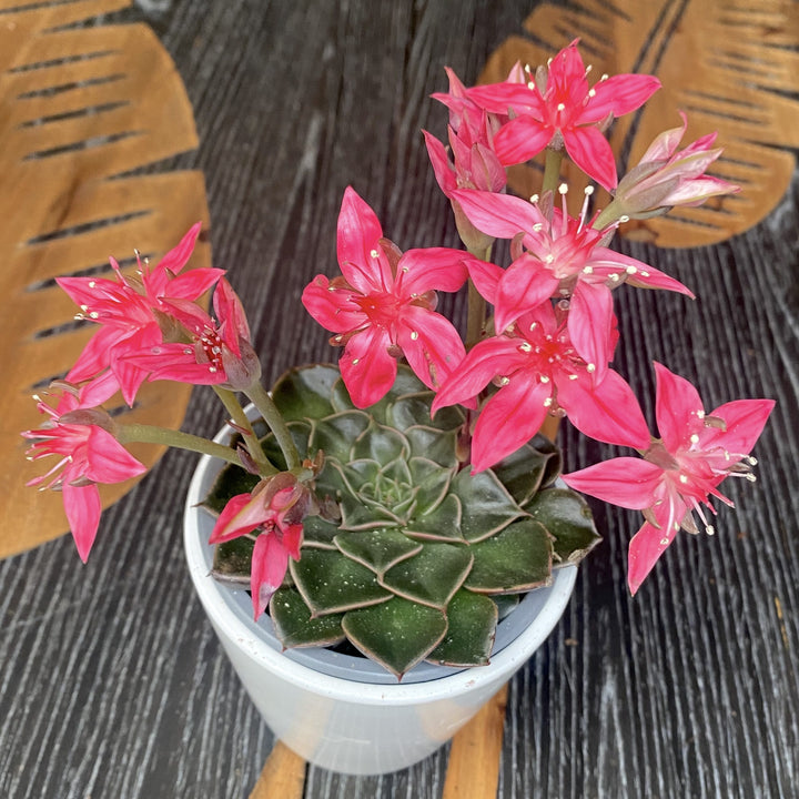 Graptopetalum bellum (Tacitus bellus)