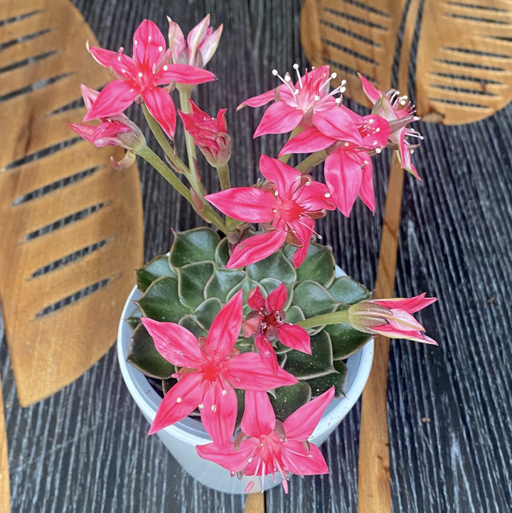 Graptopetalum bellum (Tacitus bellus) 