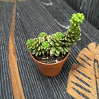 Graptosedum 'Little Gimmie'