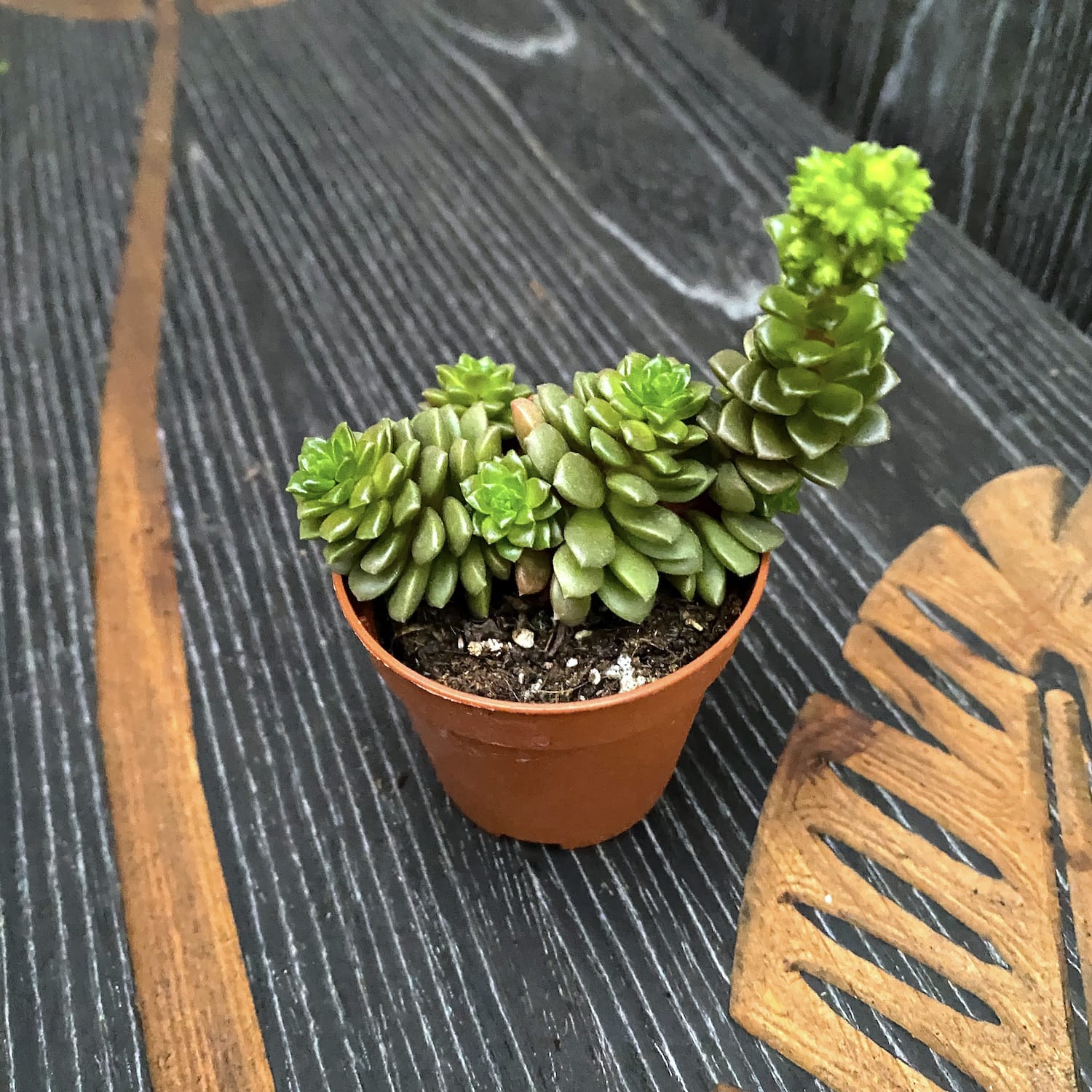 Graptosedum 'Little Gimmie'