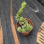 Graptosedum 'Little Gimmie'