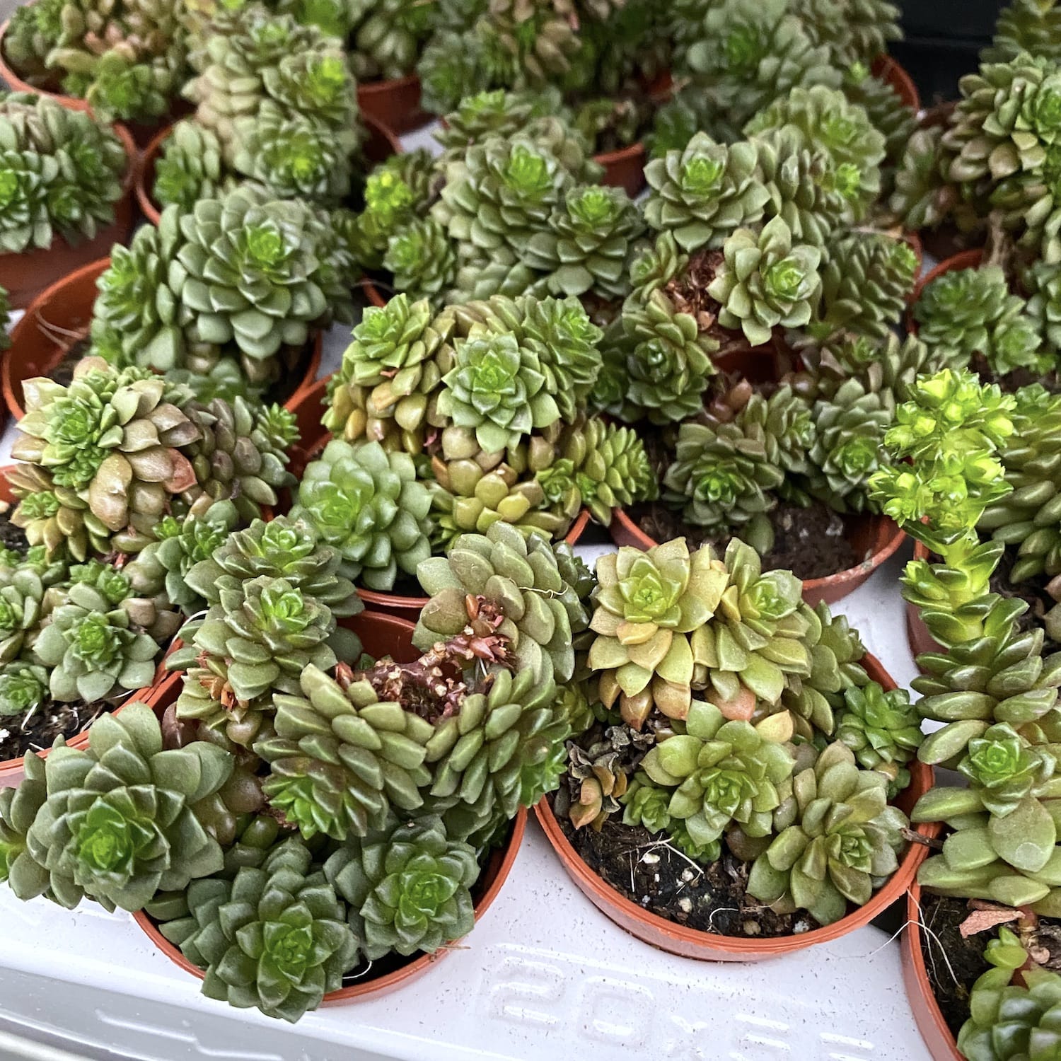 Graptosedum 'Little Gimmie'