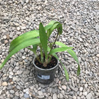 Guaricattonia Starrlyn 'Butterfly' (Ctna. Capri x Grt. Why Not)