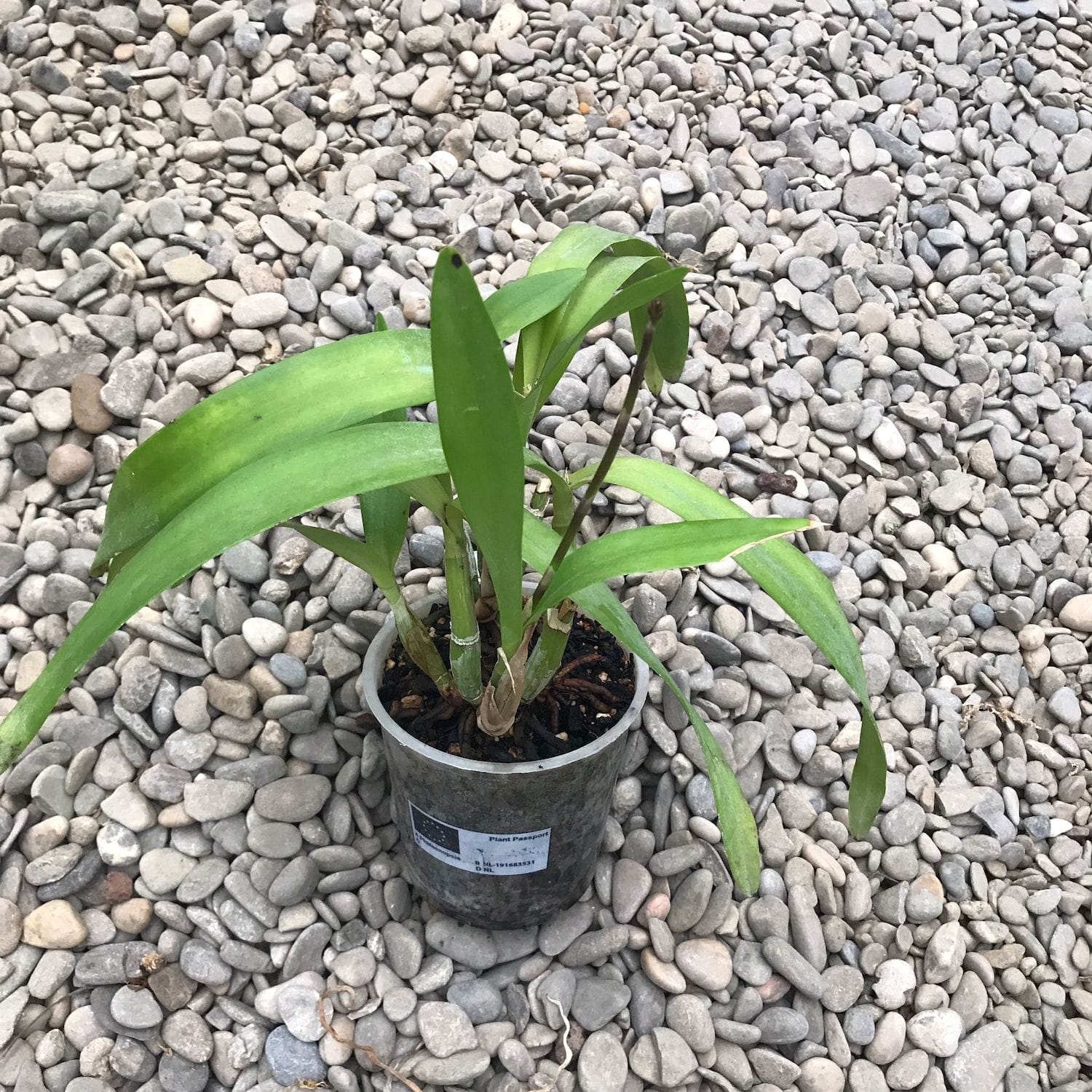 Guaricattonia Starrlyn 'Butterfly' (Ctna. Capri x Grt. Why Not)