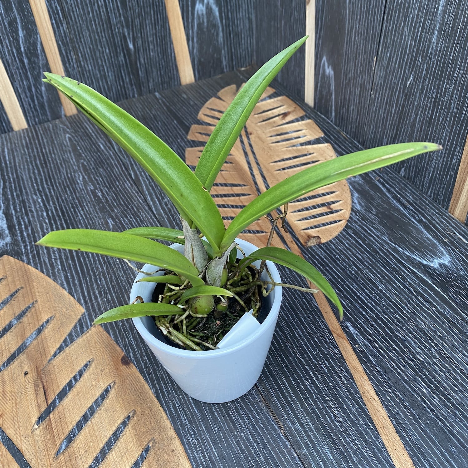 Guarvolclia Pingtung Wang's Knight