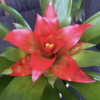 Guzmania Tempo