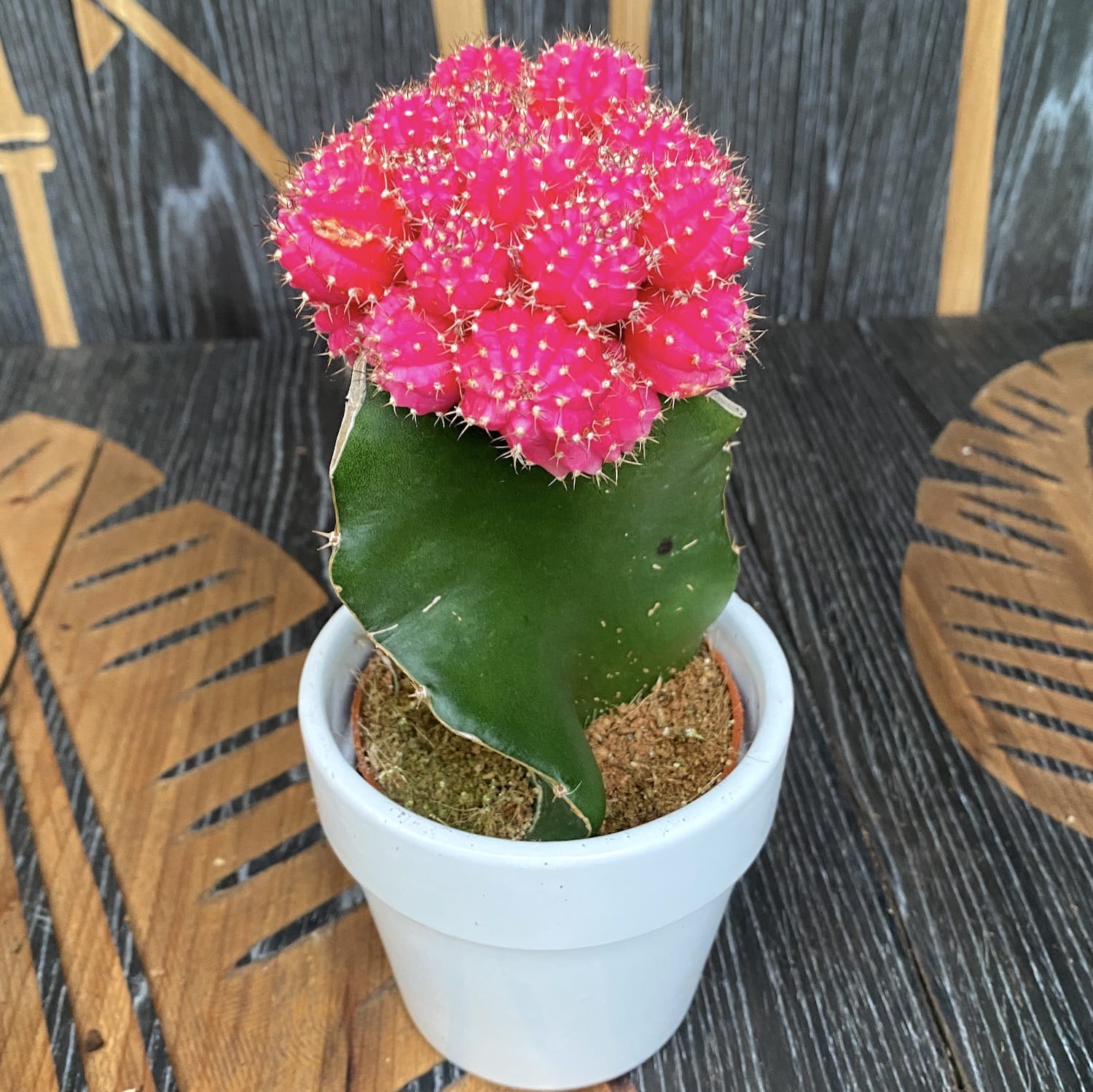 Gymnocalycium mix - Cactusi altoiti colorati (Gymnocalycium mihanovichii Japan)