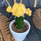 Gymnocalycium mix - Színes oltott kaktuszok (Gymnocalycium mihanovichii Japan)