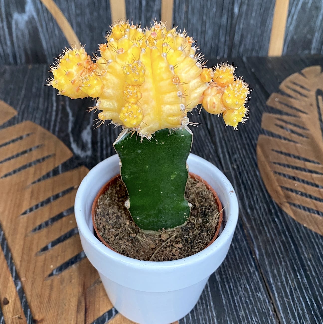 Gymnocalycium mix - Cactusi altoiti colorati (Gymnocalycium mihanovichii Japan)