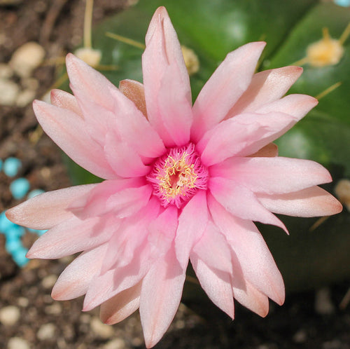 Gymnocalycium horstii – Spinnenkaktus, seltener Kaktus mit spektakulär –  Secret Garden Plant Shop