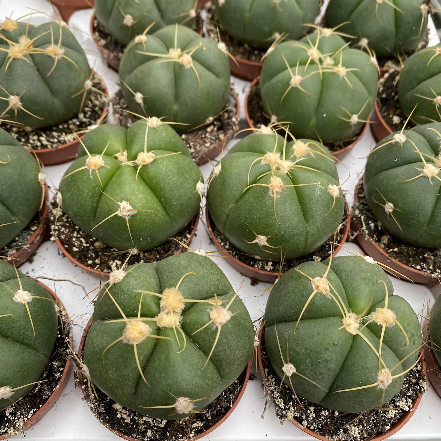Gymnocalycium horstii (Spider Cactus) D5
