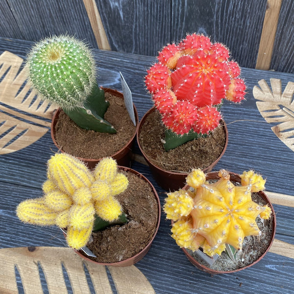 Gymnocalycium mix - Cactusi altoiti colorati (Gymnocalycium mihanovichii Japan)