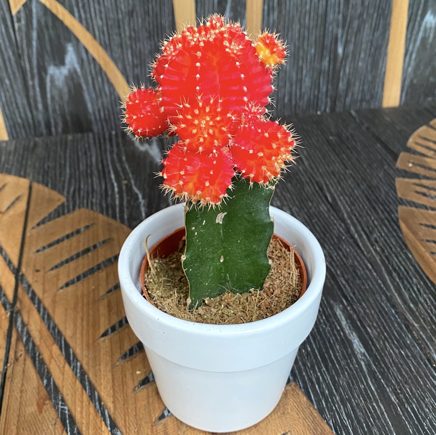 Gymnocalycium mix - Cactusi altoiti colorati (Gymnocalycium mihanovichii Japan)