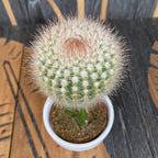 Gymnocalycium mix - Színes oltott kaktuszok (Gymnocalycium mihanovichii Japan)