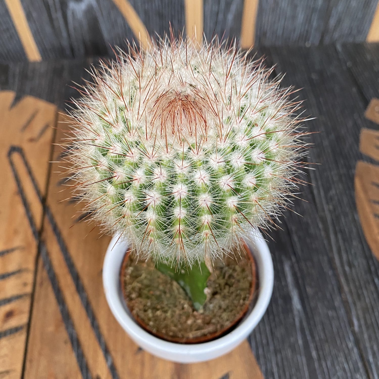 Gymnocalycium mix - Cactusi altoiti colorati (Gymnocalycium mihanovichii Japan)
