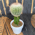 Gymnocalycium mix - Színes oltott kaktuszok (Gymnocalycium mihanovichii Japan)