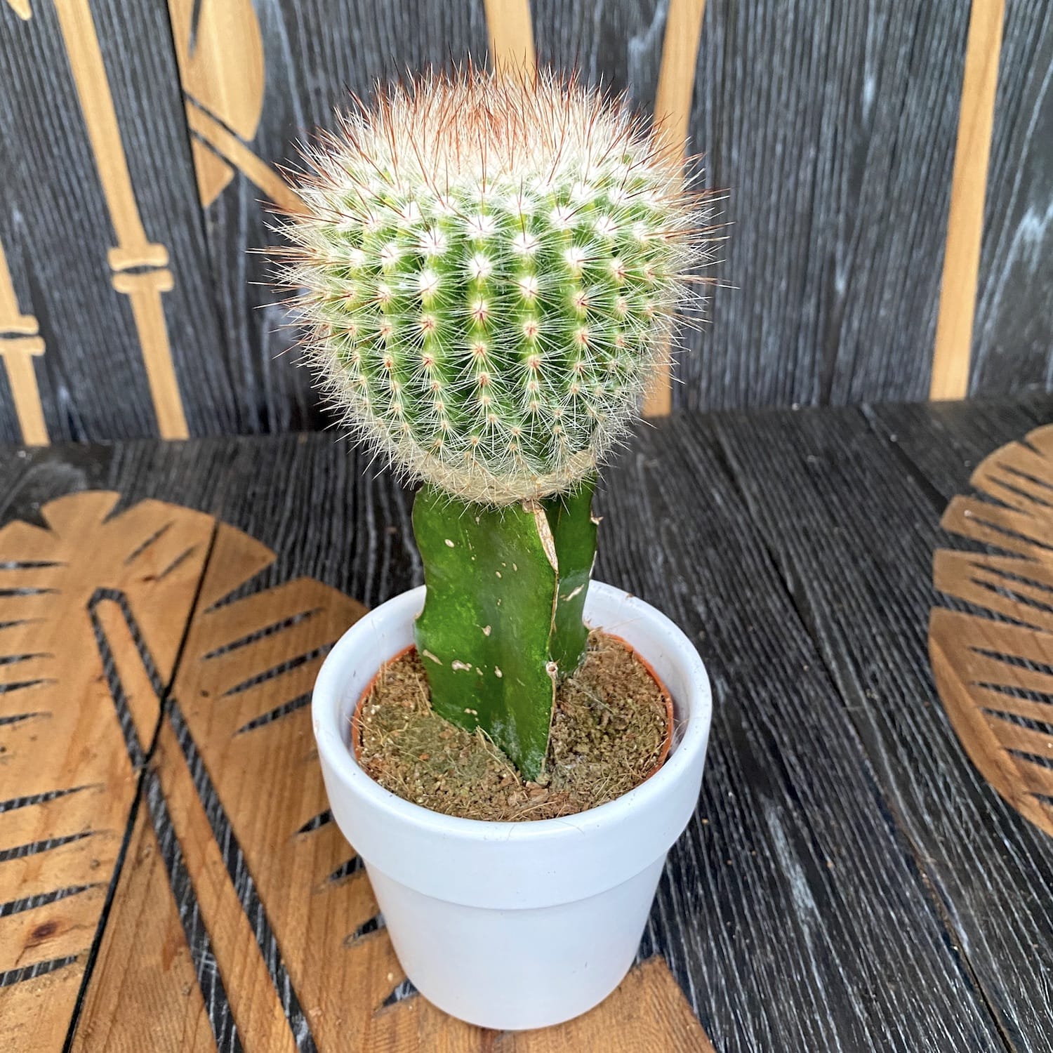 Gymnocalycium mix - Cactusi altoiti colorati (Gymnocalycium mihanovichii Japan)