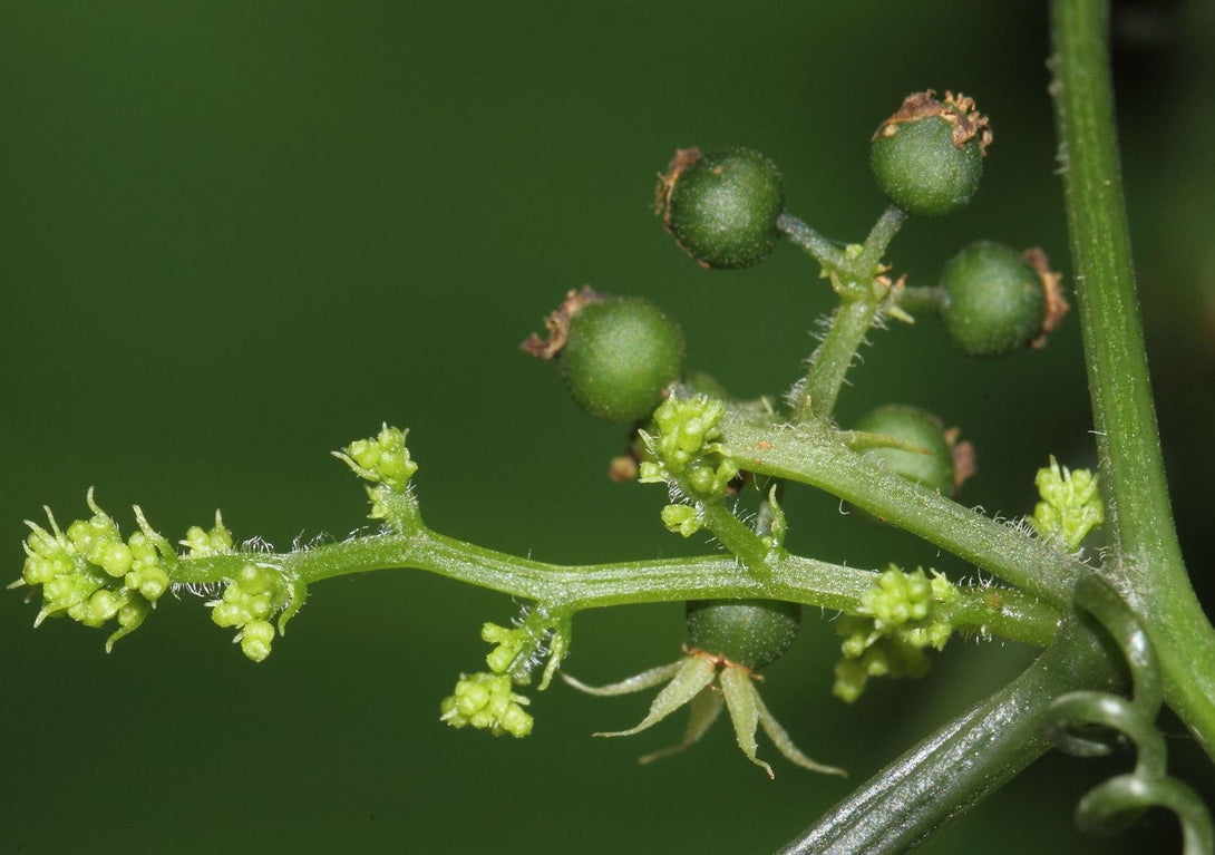 Gynostema penthaphylum (jiaogulan, planta nemuririi)