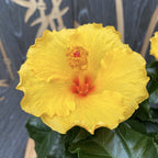 Хибискус Аура Жълт XXL - 4 растения/саксия