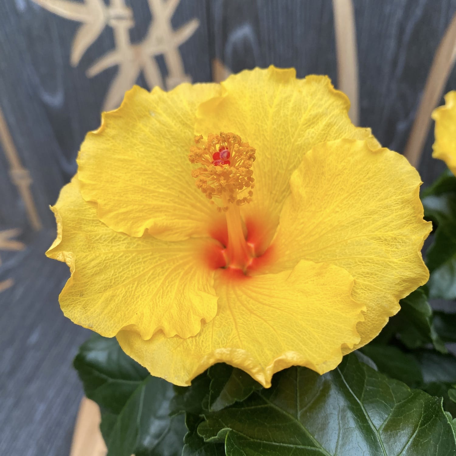 Hibiskus Aura Rumena XXL - 4 rastline/črepnik