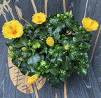 Хибискус Аура Жълт XXL - 4 растения/саксия