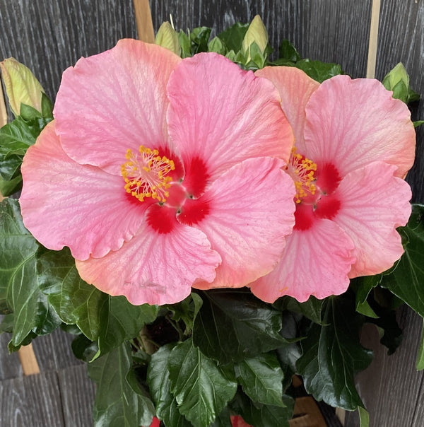 Hibiscus Jersey - 2 plants/pot
