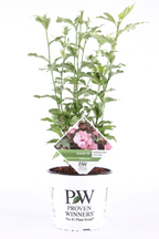 Hibiscus syriacus 'Sugar Tip'