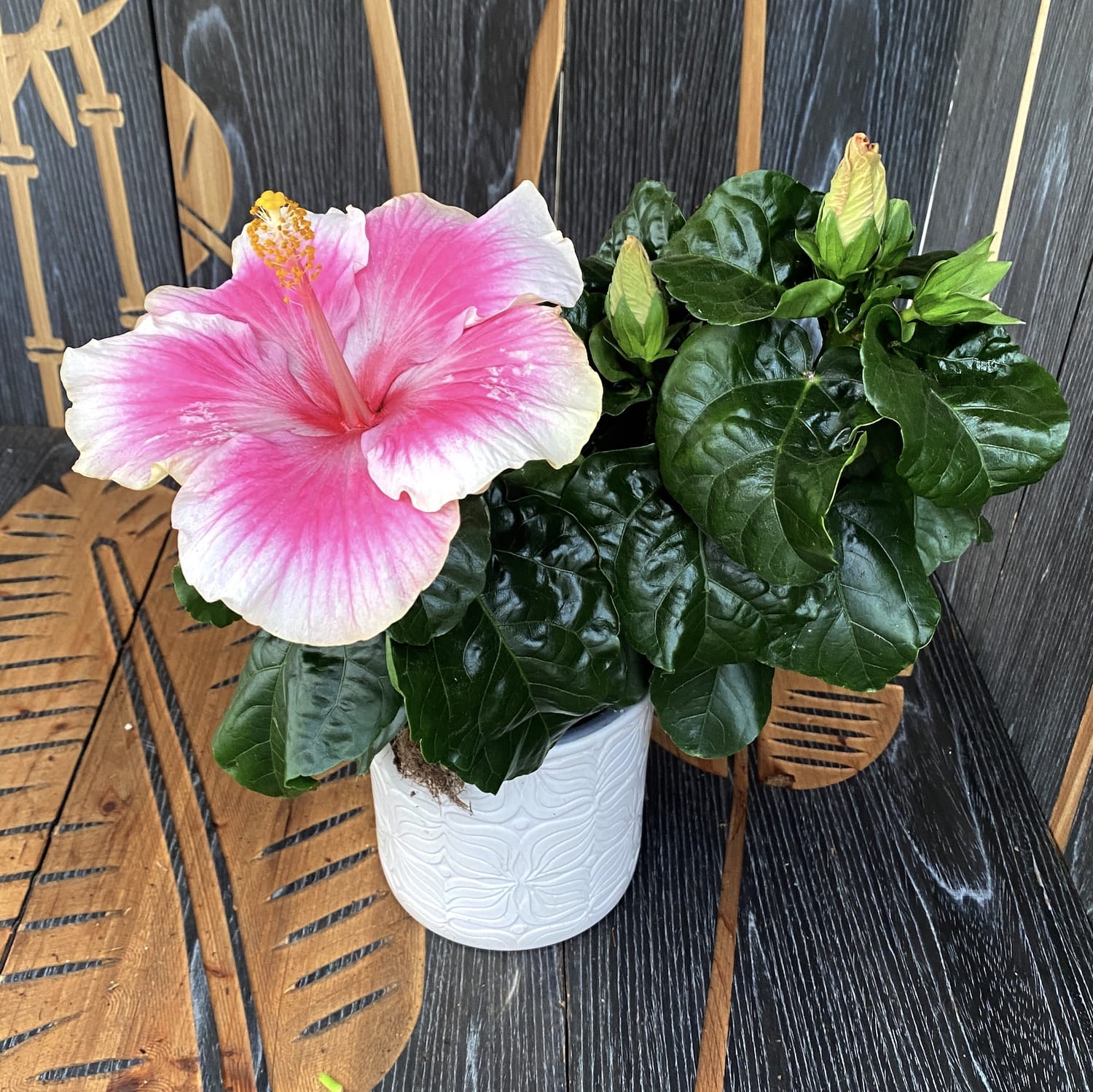 Hibiscus Tahiti - 2 plantes/pot