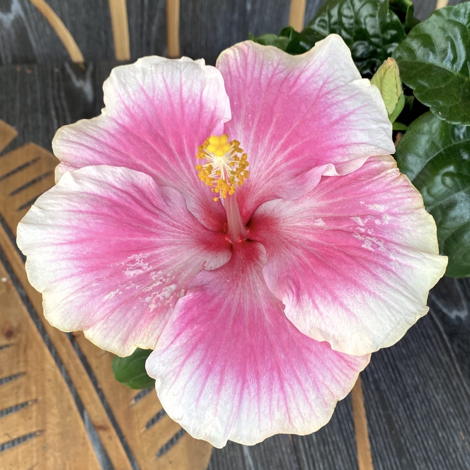 Hibiscus Tahiti - 2 plantes/pot