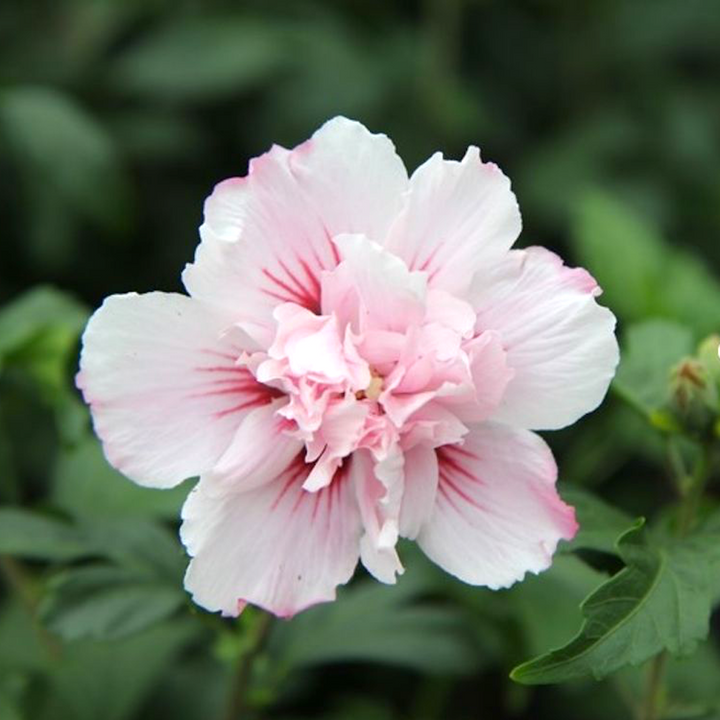 Hibiscus syriacus 'Lady Stanley'