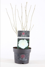 Hibiscus syriacus 'White Chiffon' ('Notwoodtwo')