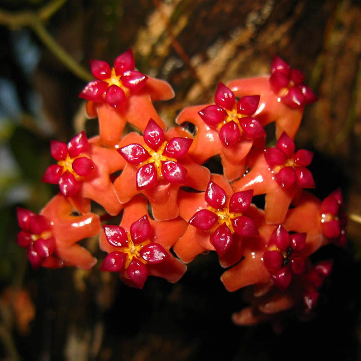 Hoya benguetensis