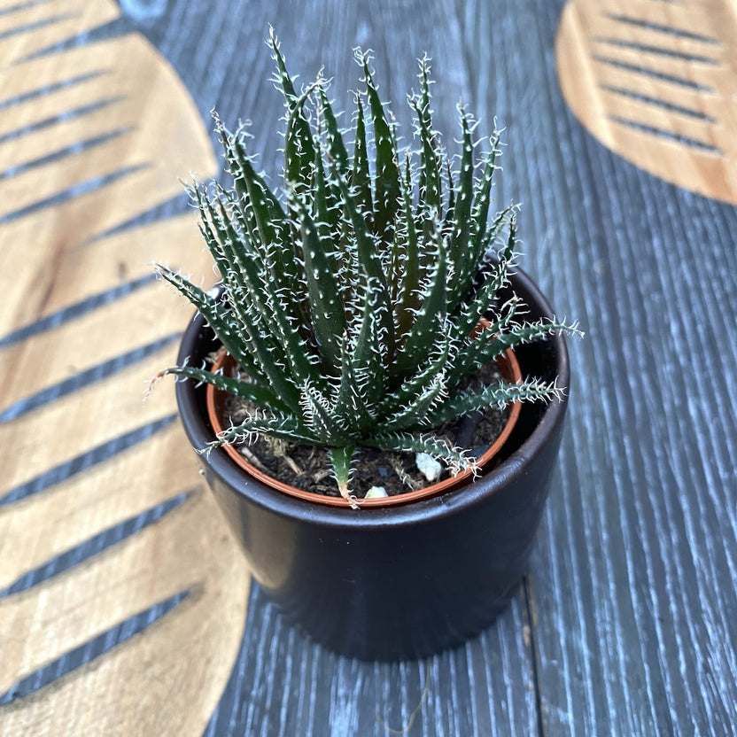Haworthia Fasciata - Pianta Succulenta Per Interni Con Foglie Zebrate - Altezza 15-25 Cm, Facile Da Curare