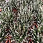 Haworthia Haworthioides