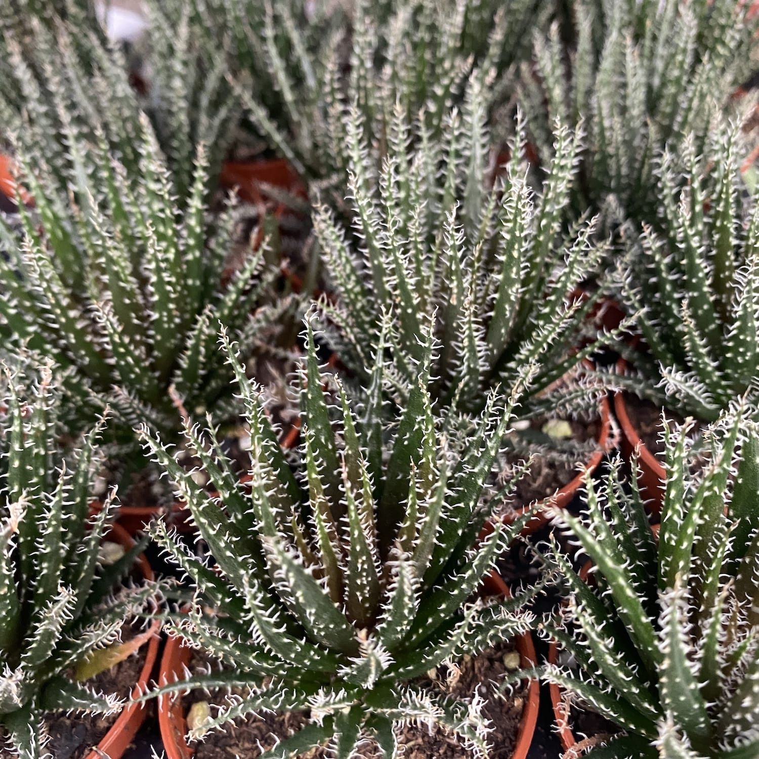 Haworthia Haworthioides